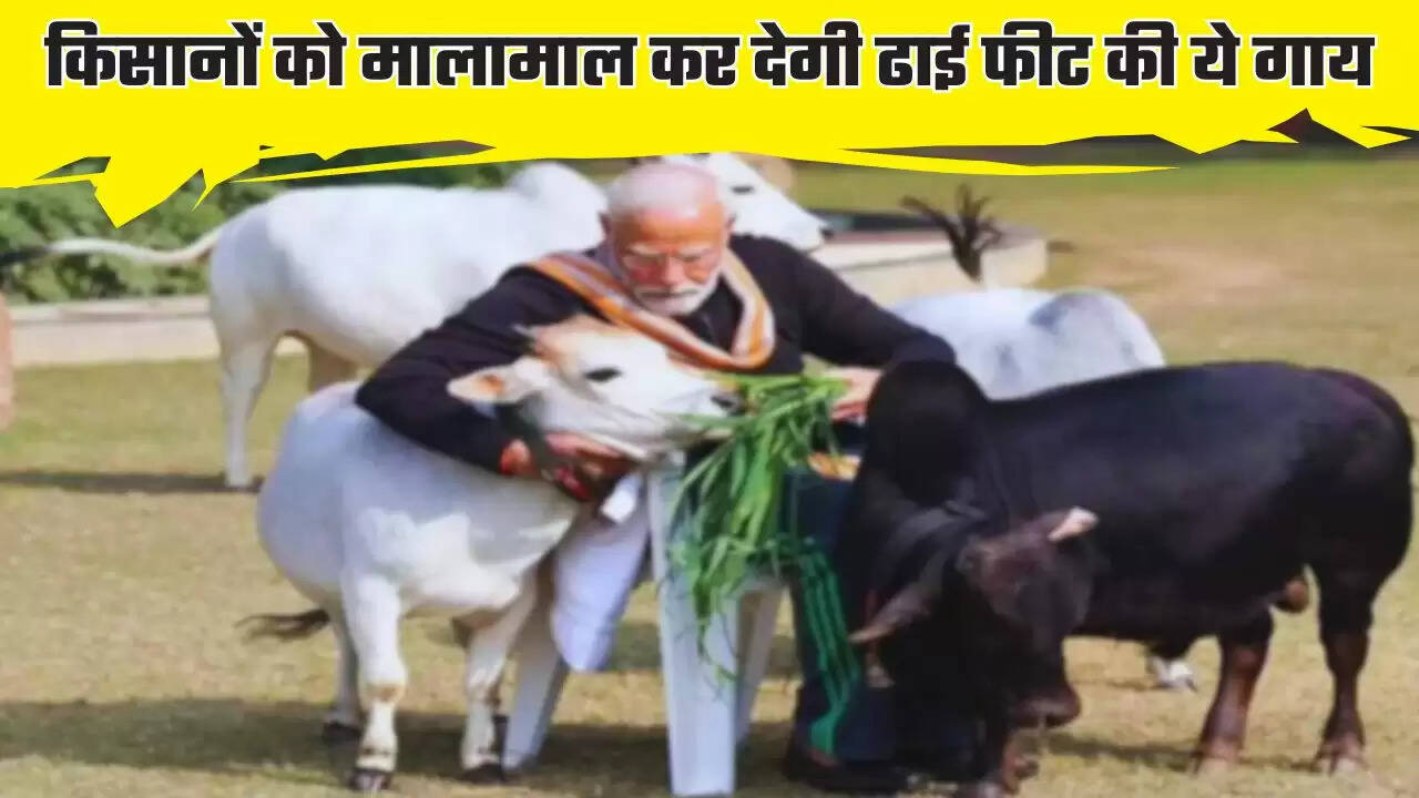 Punganur Cow: किसानों को मालामाल कर देगी ढाई फीट की ये गाय, 50 हजार रुपये किलो मिलता है घी