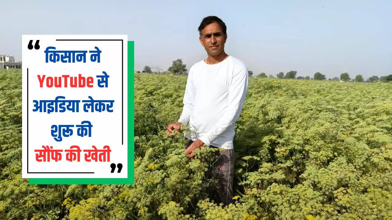  हरियाणा के सिरसा जिले के किसान ने YouTube से आइडिया लेकर शुरू की सौंफ की खेती, अब महक रही है धरती