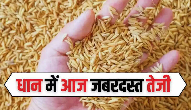  Dhan Bhaav: धान में आज जबरदस्त तेजी, आज इस हिसाब से बिका मंडियों में धान