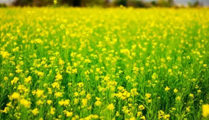 Mustard and potato crops are at risk from cold wave, this is how farmers can protect themselves