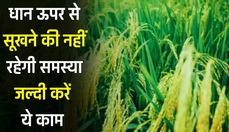  धान ऊपर से सूखने की नहीं रहेगी समस्या, मात्र 1 ग्राम के छिड़काव से दूर होगी सारी बीमारियाँ 