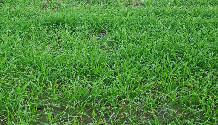 केंद्र सरकार किसानों के लिए समय समय पर अनेक स्कीमों को लेकर आ रही है