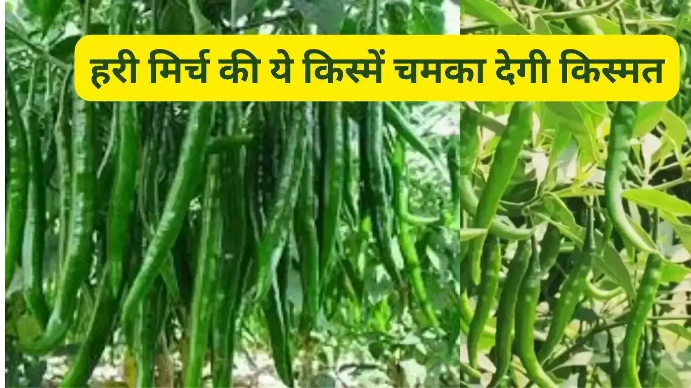 These varieties of green chillies will make you lucky, give huge yield at low cost, demand is increasing due to its taste