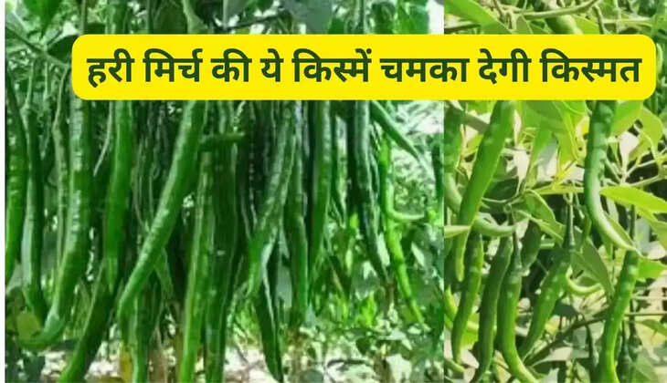  These varieties of green chillies will make you lucky, give huge yield at low cost, demand is increasing due to its taste