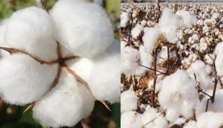 नरमा कपास के भाव