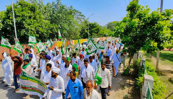 नरमे की फसल गुलाबी सुंडी से बर्बाद हो चुकी है