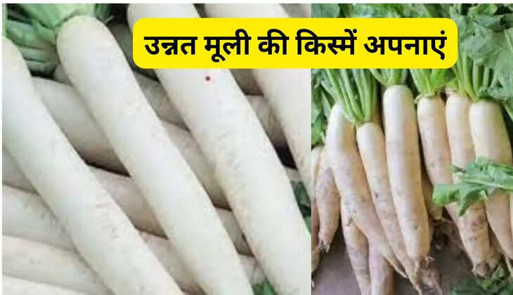 उन्नत मूली की किस्में अपनाएं