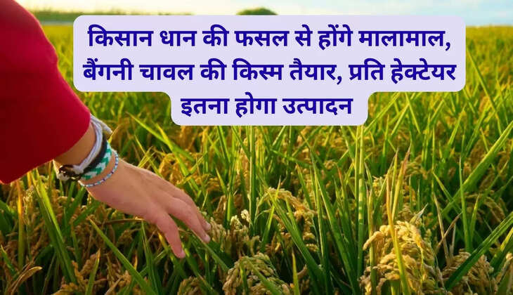 किसान धान की फसल से होंगे मालामाल, बैंगनी चावल की किस्म तैयार, प्रति हेक्टेयर इतना होगा उत्पादन 