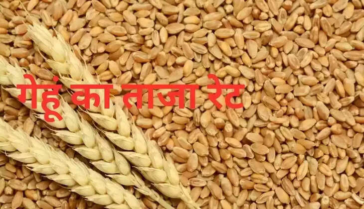  गेहूं के लेटेस्ट रेट: हरियाणा, राजस्थान की अनाज मंडियों में गेहूं ताजा रेट