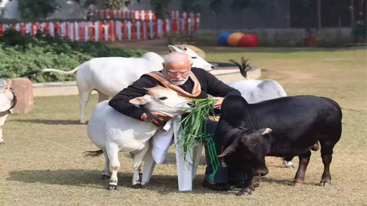 Narendra Modi with Punganur Cow