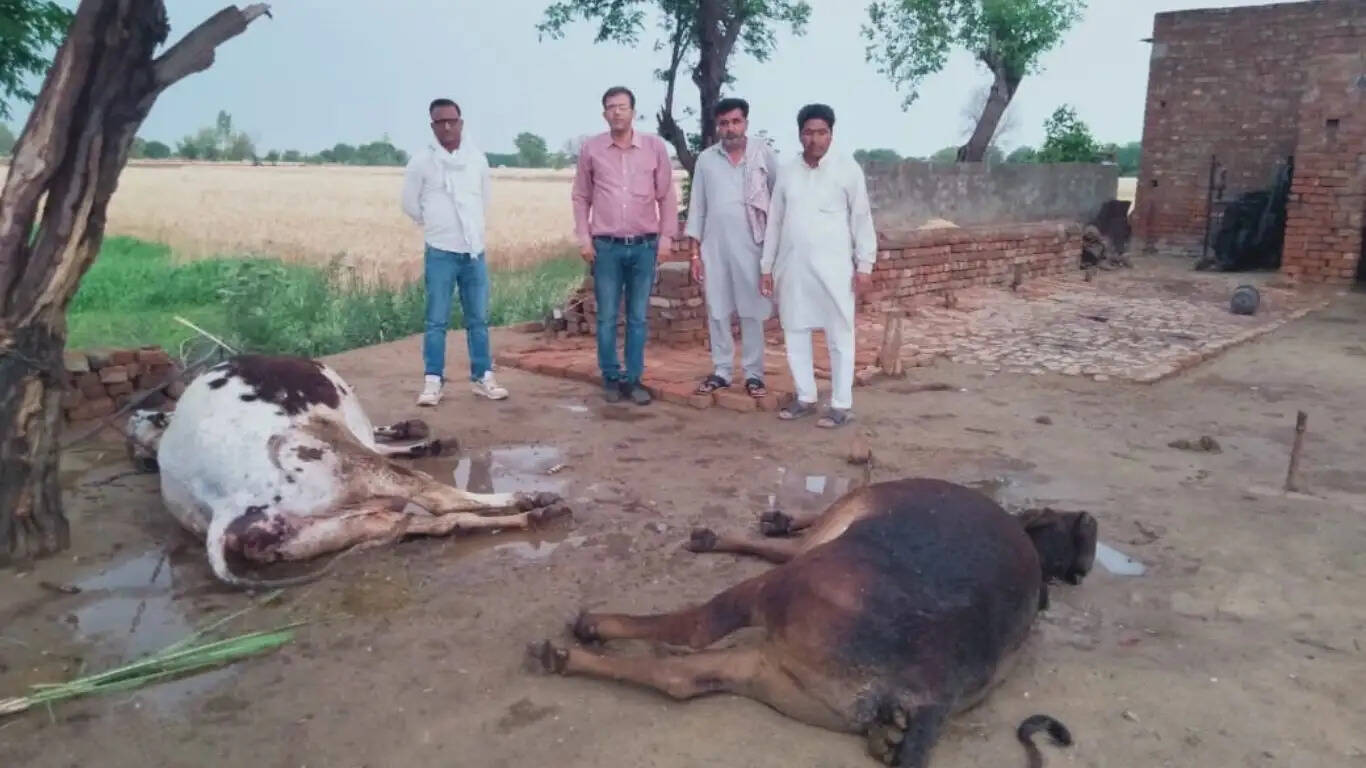 Two animals died due to lightning in Sirsa
