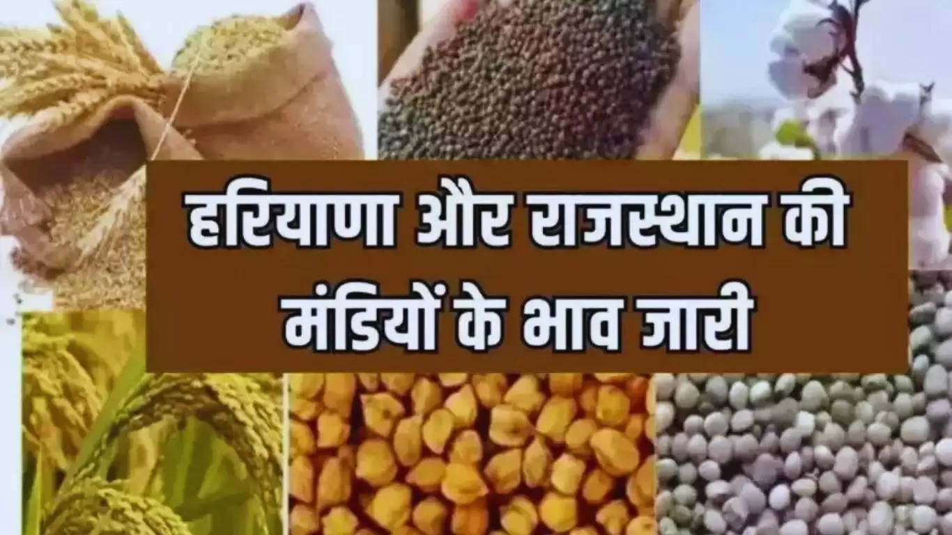  Today Mandi Bhav: हरियाणा और राजस्थान की मंडियों के ताजा भाव, देखे सरसों, गेंहू, ग्वार फसलों के ताजा भाव 