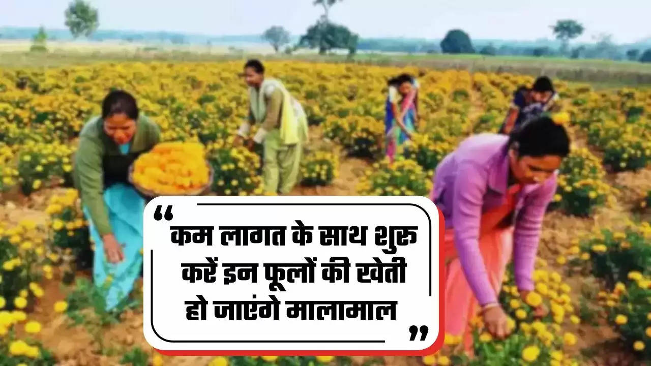  Flower farming: कम लागत के साथ शुरू करें इन फूलों की खेती, कुछ ही दिनों में बन जाएंगे मालामाल 