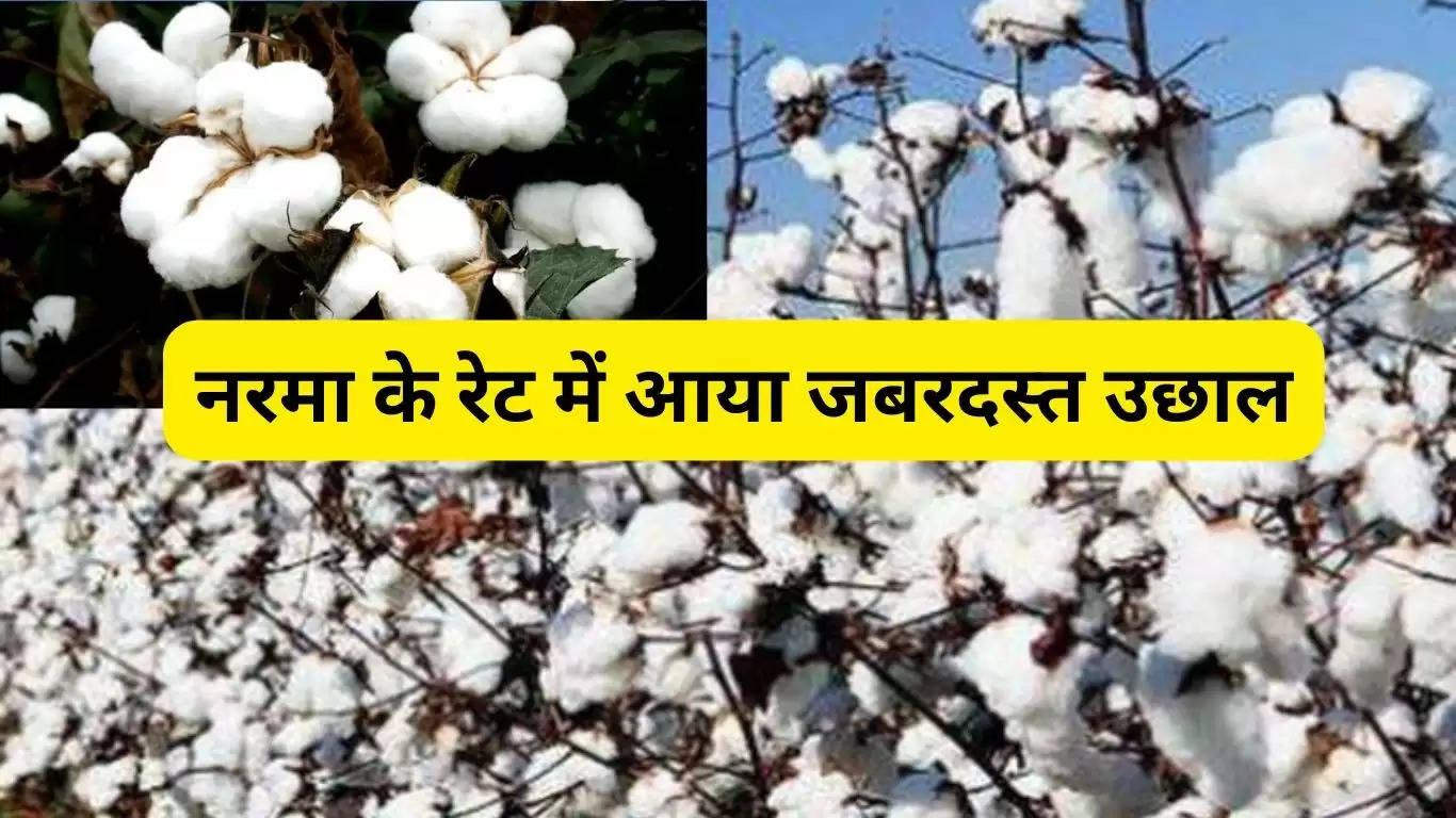 Latest rates of Narma: There is a rise in Narma, Narma is being sold in the markets according to this