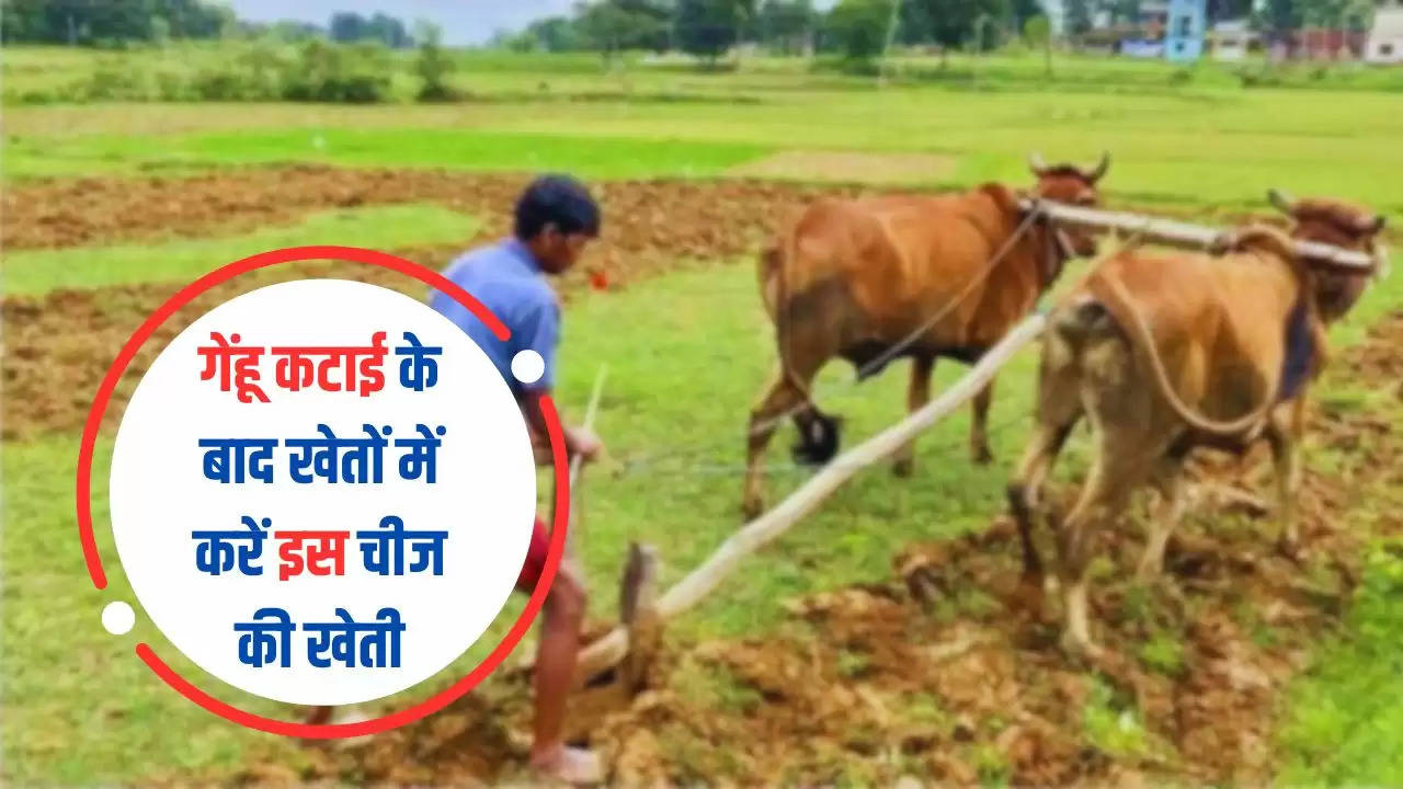  Kisan News: गेंहू कटाई के बाद खेतों में करें इस चीज की खेती, कम लागत में मिलेगा अच्छा मुनाफा