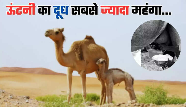  ऊंटनी का दूध शरीर से करता है ये बीमारियाँ खत्म, रेट सुनकर उड़ जाएंगे होश...
