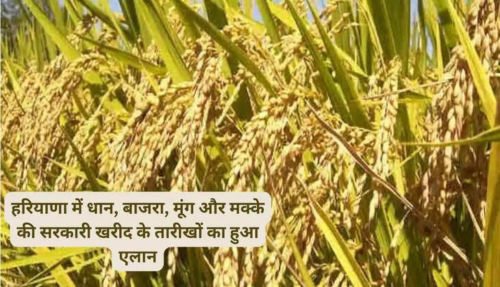 हरियाणा में धान, बाजरा, मूंग और मक्के की सरकारी खरीद के तारीखों का हुआ एलान