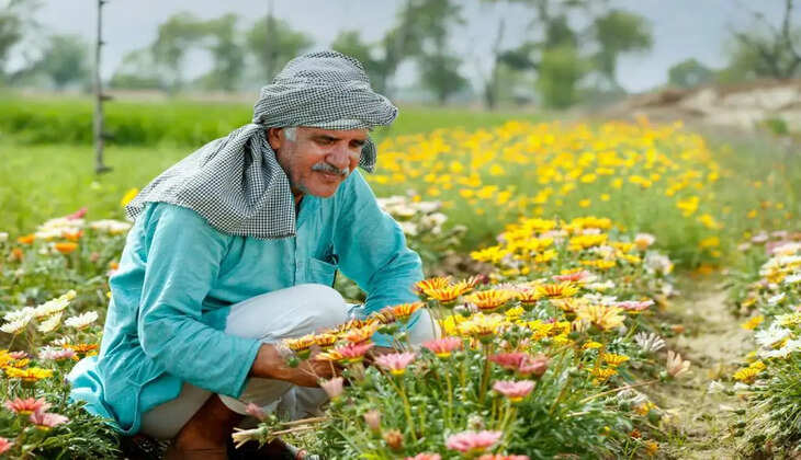  पंजाब, राजस्थान, हिमाचल, जम्मू-कश्मीर, उत्तरांचल, उत्तरप्रदेश, मणिपुर, आसाम व चंडीगढ़ में भी पौध वितरण जारी 