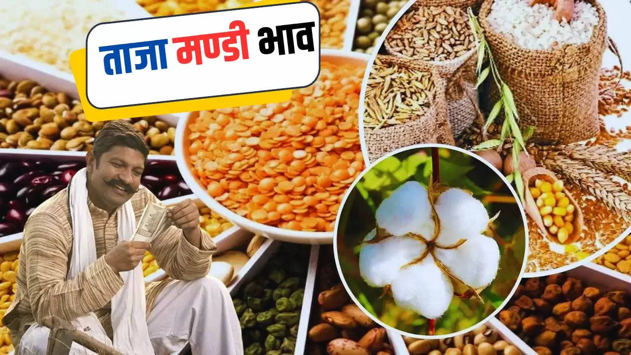  Mandi Bhav Today: हरियाणा, राजस्थान सहित देश की प्रमुख मंडियों के ताजा भाव जारी, जल्दी देखें सरसों,गेहूं चना समेत सभी फसलों के दाम