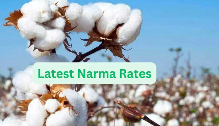  नरमा के ताजा भाव : हरियाणा, राजस्थान की अनाज मंडियों में नरमा के ताजा रेट 