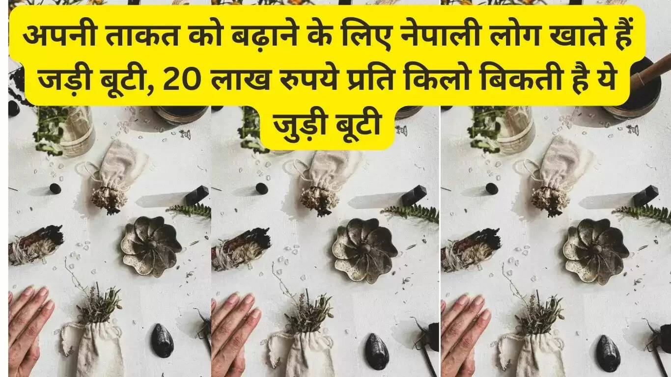 Nepalese people eat herbs to increase their strength, this herb is sold for Rs 20 lakh per kg