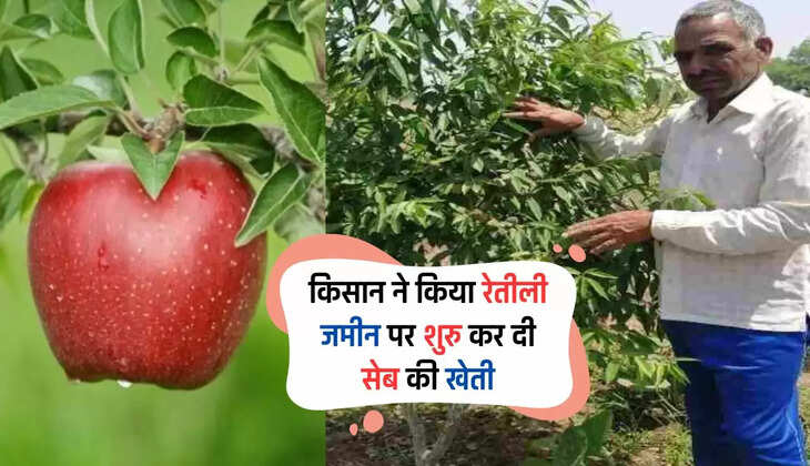 Haryana: हरियाणा के किसान धर्मेंद्र ने किया बड़ा कमाल, रेतीली जमीन पर शुरु कर दी सेब की खेती