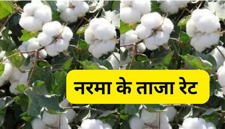 Latest rates of Narma in grain markets of Haryana and Rajasthan on 30 November 2024