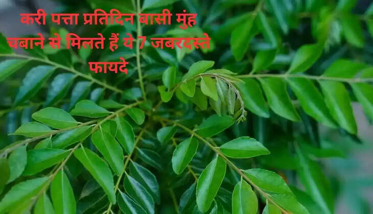 Chewing curry leaves every day will give you 7 tremendous benefits, you will be surprised to know