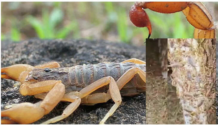  बिच्छुओं की खेती