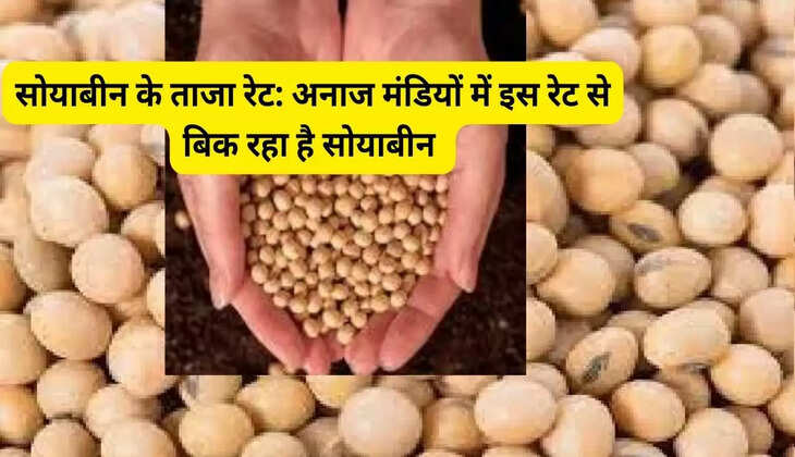 Latest Soybean Rates: Soybean is being sold at this rate in grain markets