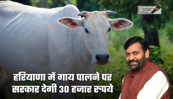 haryana desi cow subsidy