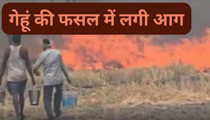 Fire broke out in wheat crop in Sirsa, 2 acres of crop burnt to ashes