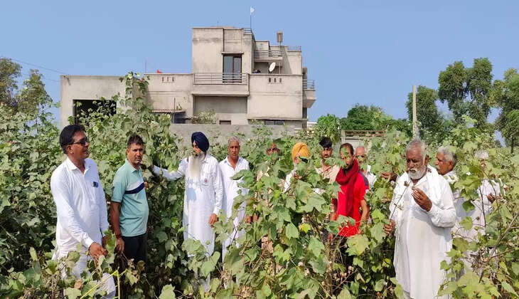 बीकेई टीम ने सोमवार को गांवों में जाकर नरमे की फसल का निरीक्षण किया