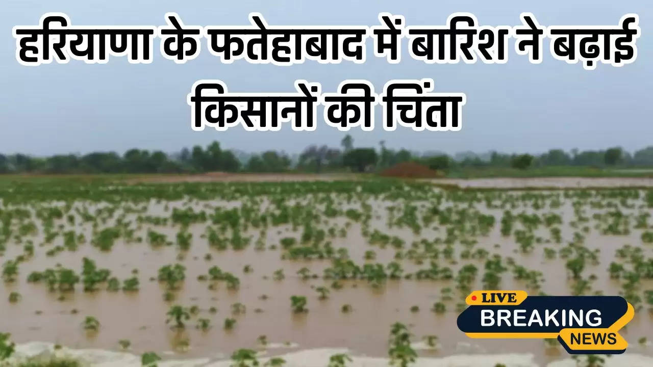  Haryana: हरियाणा के फतेहाबाद में बारिश ने बढ़ाई किसानों की चिंता, खेतों में बने बाढ़ जैसे हालात