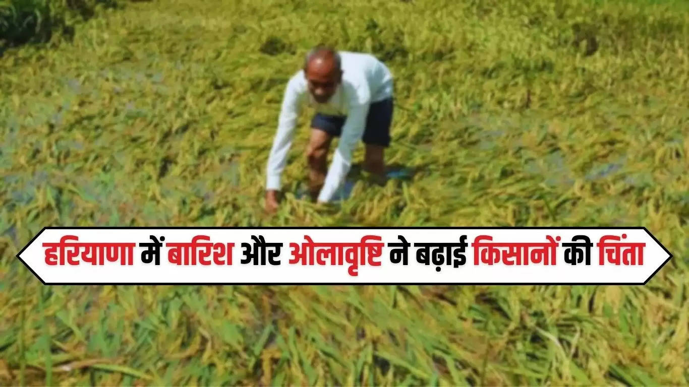  Haryana Mousam: हरियाणा में बारिश और ओलावृष्टि ने बढ़ाई किसानों की चिंता, कई एकड़ फसल बर्बाद