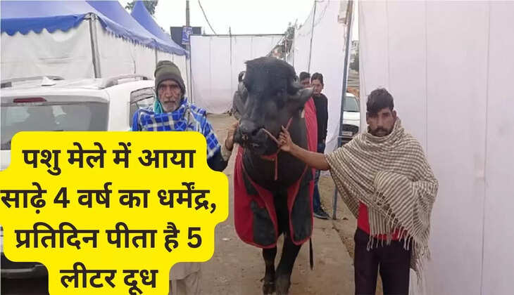 4 and a half year old Dharmendra came to the cattle fair, drinks 5 liters of milk every day