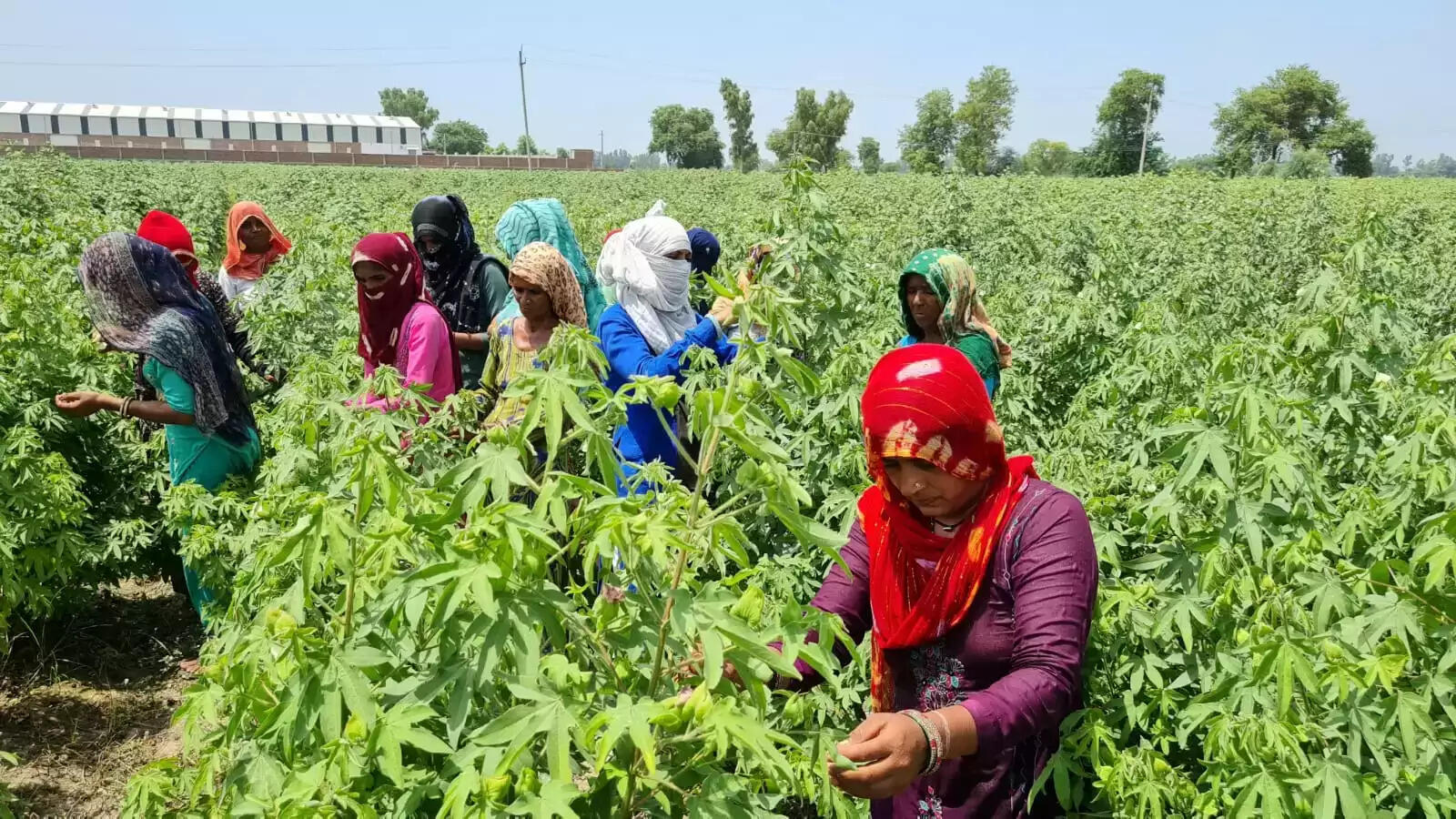 Manju Rani is earning lakhs of rupees by preparing improved cotton seeds, and is now providing employment to other women as well