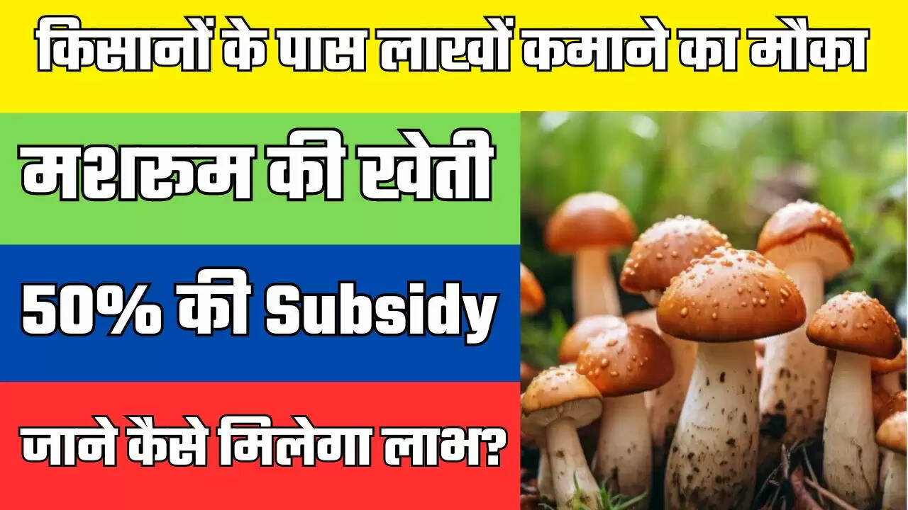 किसानों के पास लाखों कमाने का मौका, मशरूम की खेती करने पर मिल रही 50% की Subsidy, जाने कैसे मिलेगा लाभ?