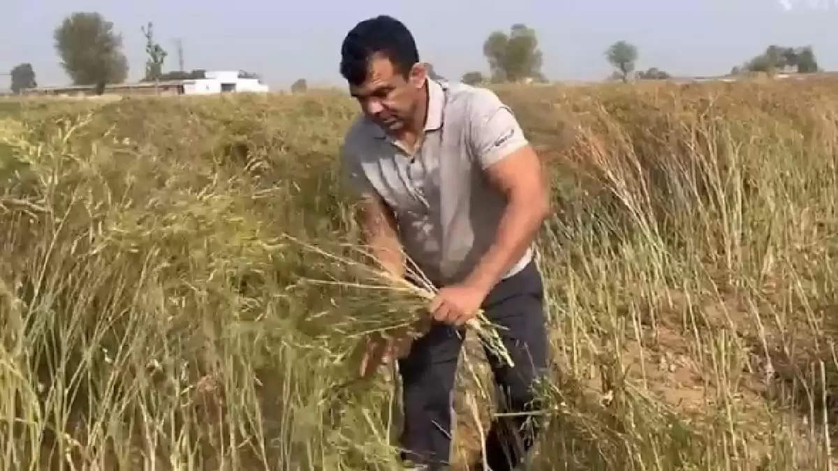 Haryana News: भीम अवार्डी और अर्जुन अवार्डी गूंगा एक बार फिर सुर्खियों में, अपने खेत में करते दिखे ये काम